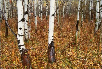 Quel est l'animal cach&eacute; dans cette for&ecirc;t ?