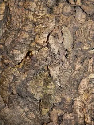 Quels sont ces animaux ?