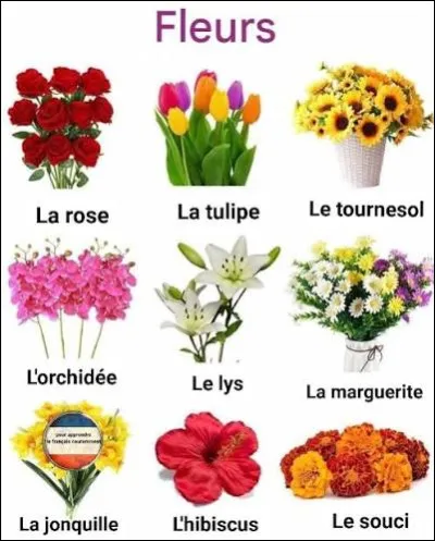Quelle est la fleur qui &eacute;tait autrefois utilis&eacute;e comme monnaie ?