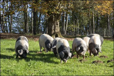 Les viandes du terroir limousin sont r&eacute;put&eacute;es, le b�uf limousin, le veau fermier, et le cochon. Quel est le cochon qui a fait la r&eacute;putation de Saint-Yrieix-la-Perche ?