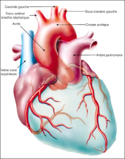 L'art&egrave;re pulmonaire va toujours vers les...