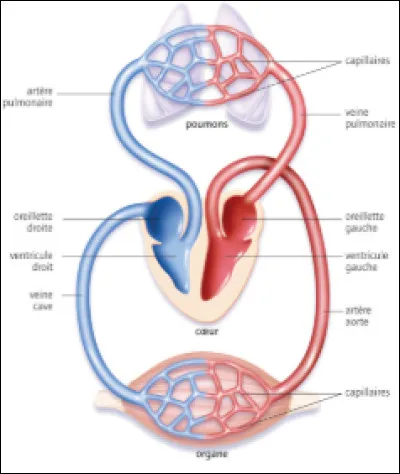 L'art&egrave;re aorte va toujours vers les...