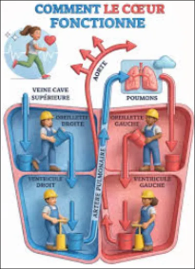 La veine cave vient (sort) toujours des...