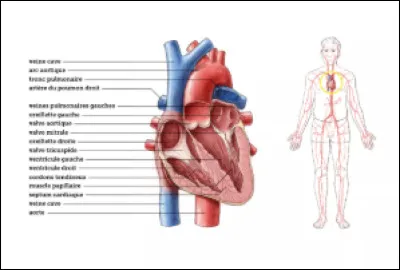 Et le sang sort toujours par...