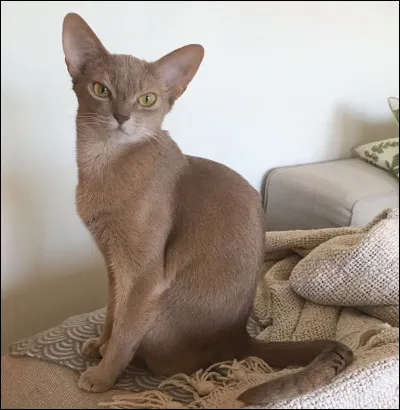 Quelle est cette race de chat ?