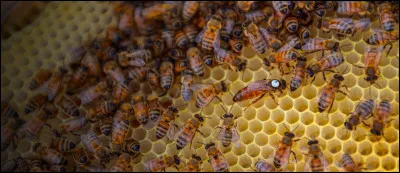 Quel est cet insecte ?