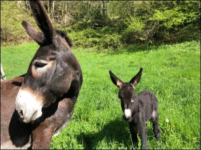 Qu�est-ce que c�est ?