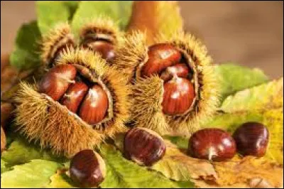Nature - Que cultive un castan&eacute;iculteur ?