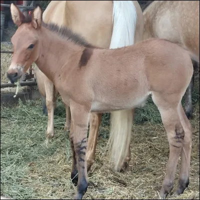 L'esp&egrave;ce issue du croisement entre un cheval et une &acirc;nesse est appel&eacute;e "mulet" ou "mule".