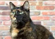 Quiz La Guerre des clans - L'Ombre de C�ur de Tigre