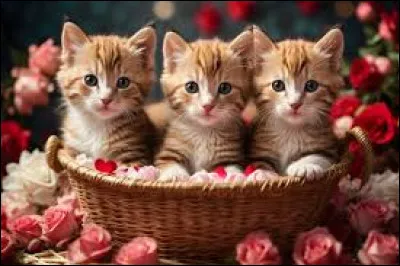 Comment s'appellent les chatons d'Aile de Colombe ?