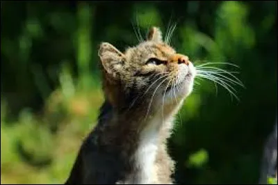 Comment s'appelle le chat que C�ur de Tigre rencontre pendant son voyage ?