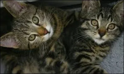 Qui sont le fr&egrave;re et la s�ur de C�ur de Tigre ?