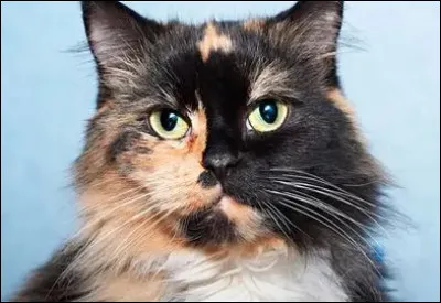 Aimes-tu quand un chat a plusieurs couleurs sur son pelage ?