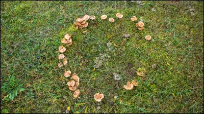 D'apr&egrave;s leur nom, &agrave; qui appartiennent les ronds form&eacute;s sur le sol par des champignons ?