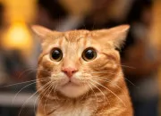 Test Quel chat allez-vous avoir ?