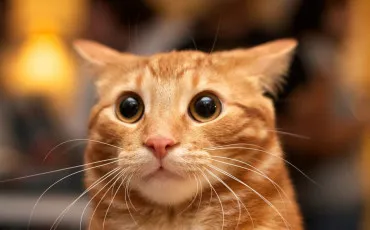 Quiz Test de personnalit�