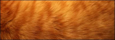 Quel pelage ton chat aura-t-il ?