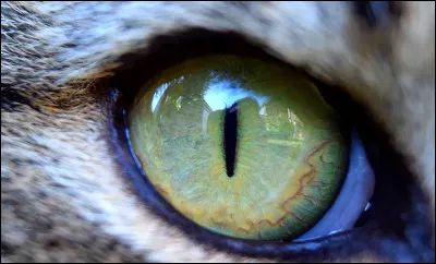 Quelle couleur veux-tu pour les yeux de ton chat ?