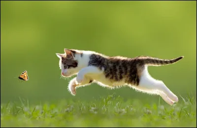 Aimes-tu les chats &eacute;nergiques ?