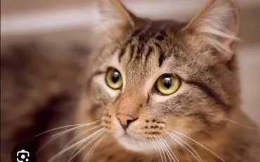 Quiz Test de personnalit�