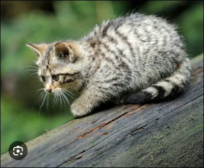 Comment voudrais-tu t'appeler ?