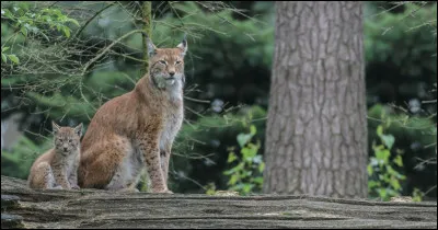 Ce lynx est un lynx�