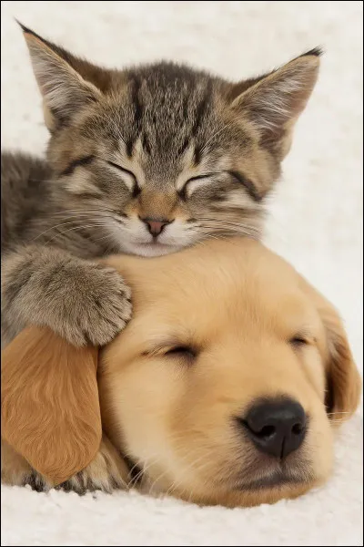 Qu'a-t-elle comme animal/animaux de compagnie ?