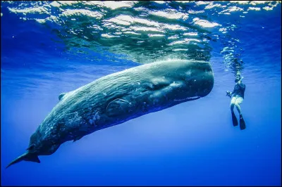 Quel est cet animal ?