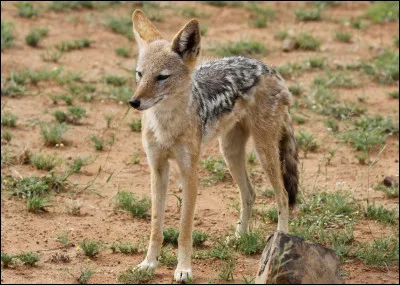 Quel est cet animal ?