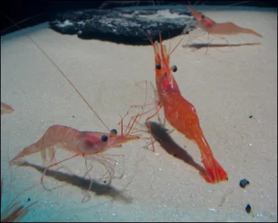 Quel est ce petit animal ?