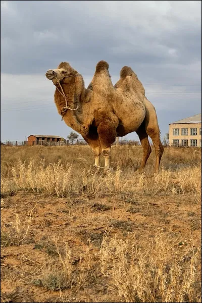 Quel est cet animal semblable &agrave; un cheval ?