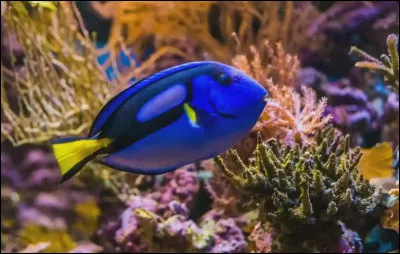 Il semblerait que Dory ait oubli&eacute; son m&eacute;tier, pouvez-vous lui rappeler ?