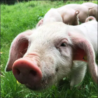 Quel est cet animal ?