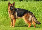 Quiz Le chien : le berger allemand