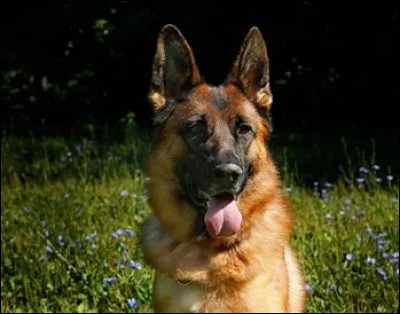 Dans quel m&eacute;tier le berger allemand est-il souvent utilis&eacute; ?