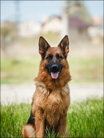 Quel est le pelage le plus courant ?