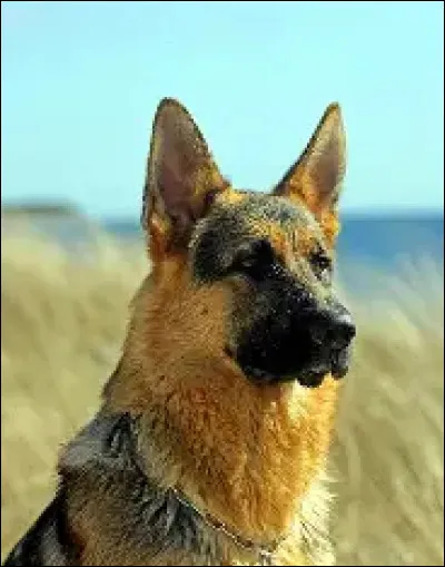 Et quelle est la taille des femelles ?