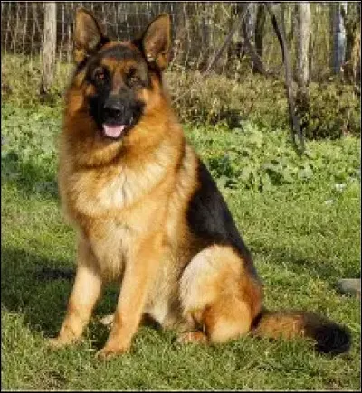 Quel est le poids des femelles ?