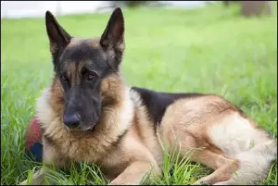 &Agrave; la base, &agrave; quoi servait le berger allemand ?