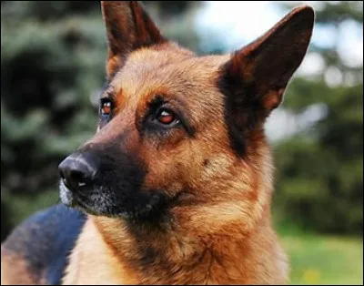 Vrai ou faux : le berger allemand aime faire plaisir &agrave; son maitre ?