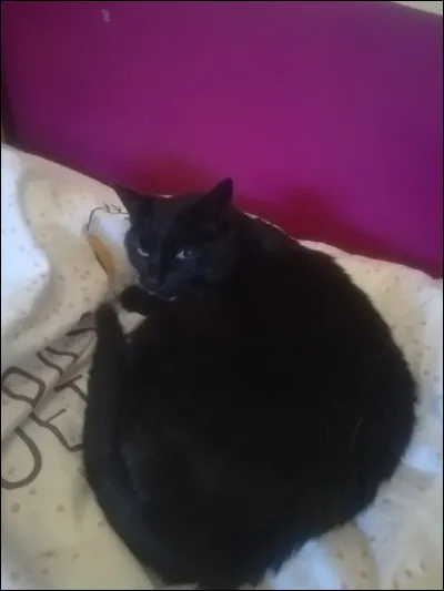 Le chat est...
