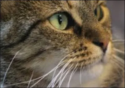 Pourquoi un chat cligne-t-il des yeux ?