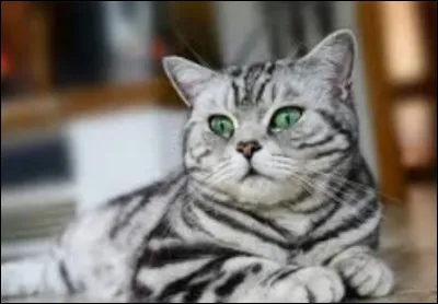 Quelle est la race du chat sur l'image ?