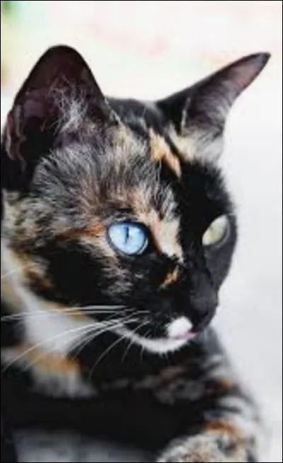 Existe t-il des chats comme sur la photo ? (partie d'une couleur, autre partie d'une couleur ?)