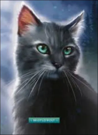 Comment dit-on ''chat'' en italien ?