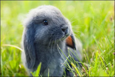 C'est un mammif&egrave;re.