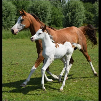 Il en existe plusieurs races.