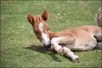 Panpan est son cousin.