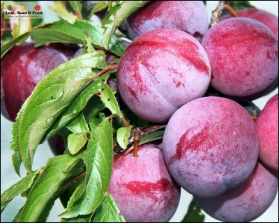 Quel fruit est consid&eacute;r&eacute; comme un super aliment et est souvent transform&eacute; en pulpe congel&eacute;e ou en baies s&eacute;ch&eacute;es ?